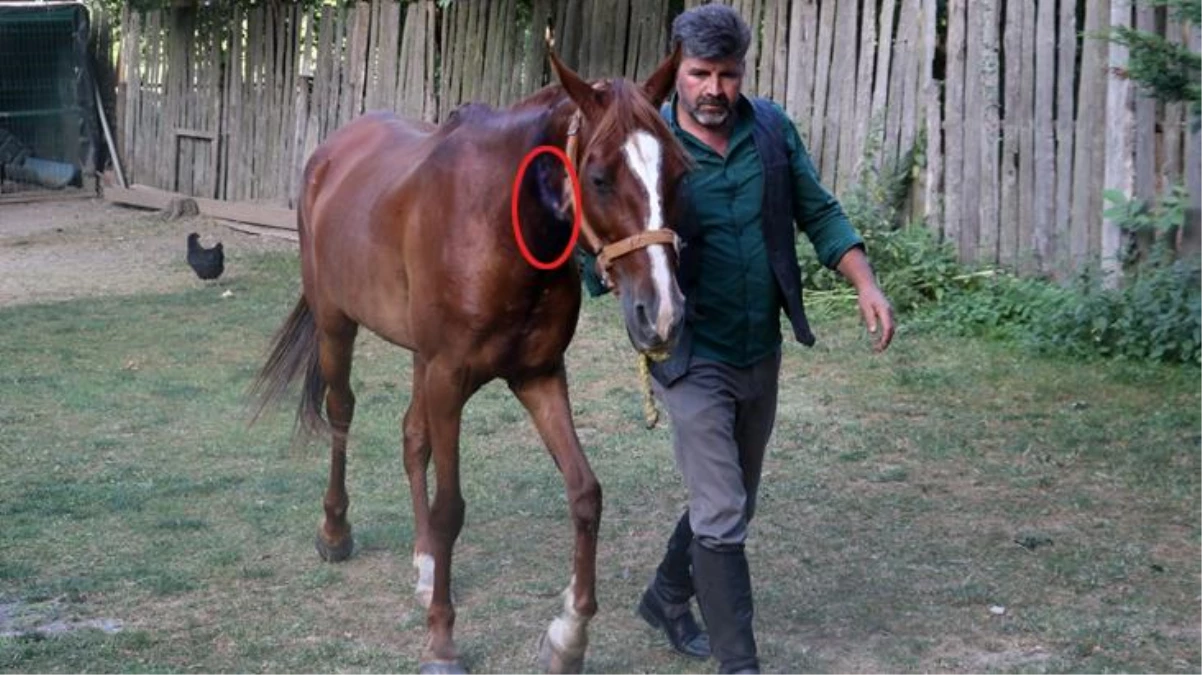 Kastamonu\'da bir çiftlik sahibi, boynu kesilen atını bahçe hortumu sayesinden ölümden kurtardı