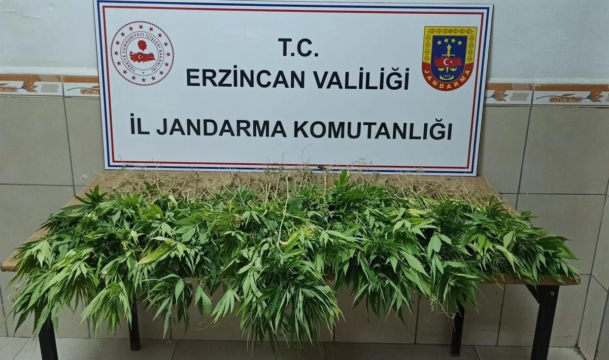 Erzincan\'da bahçelerinde Hint keneviri yetiştiren iki şüpheli hakkında işlem başlatıldı
