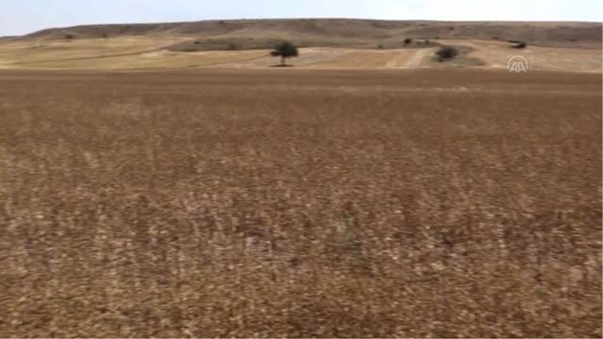 Eskişehir\'de yağlı tohum bitkisi pelemir hasadı yapıldı
