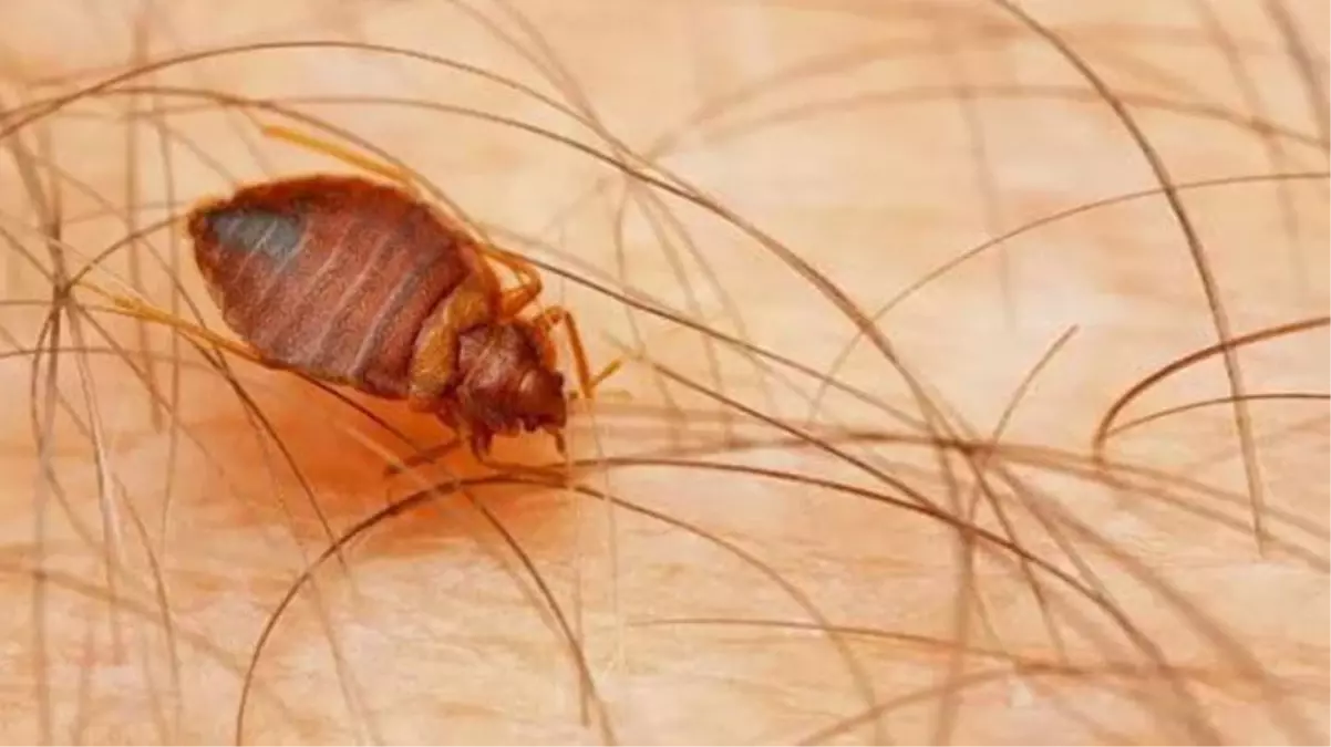 Evinizde görürseniz arkanıza bakmadan kaçın! Dudaktan kan emiyor
