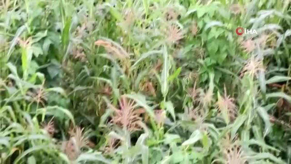 Giresun\'da domuzlar mısır tarlasına dadandı