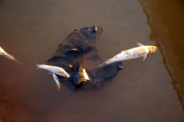 Kızılırmak'ta yaşanan toplu balık ölümlerinin nedeni belli oldu: Kavurucu sıcaklar ve kuraklık, sudaki oksijen seviyesini azalttı