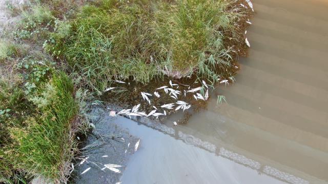 Kızılırmak'ta yaşanan toplu balık ölümlerinin nedeni belli oldu: Kavurucu sıcaklar ve kuraklık, sudaki oksijen seviyesini azalttı