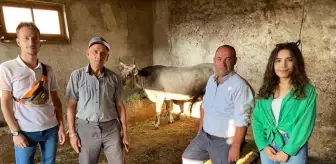 Kurban Bayramı'nda kaçtıktan 25 gün sonra yakalanan ineği 'Ahbap' satın aldı