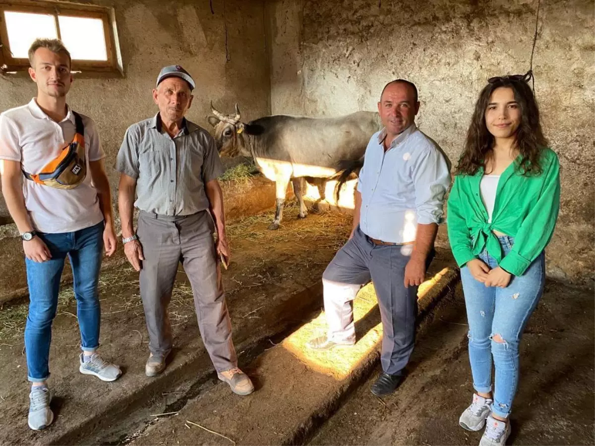 Kurban Bayramı'nda kaçtıktan 25 gün sonra yakalanan ineği 'Ahbap' satın aldı