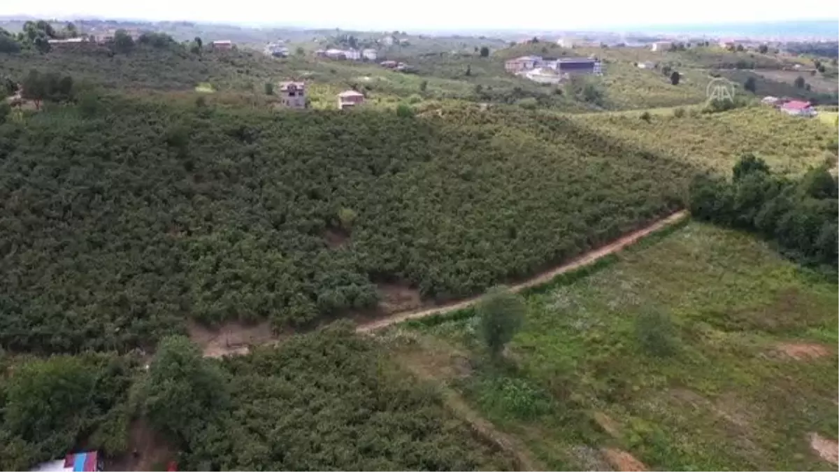 Sakarya\'da mevsimlik tarım işçileri fındık mesaisine hazırlanıyor