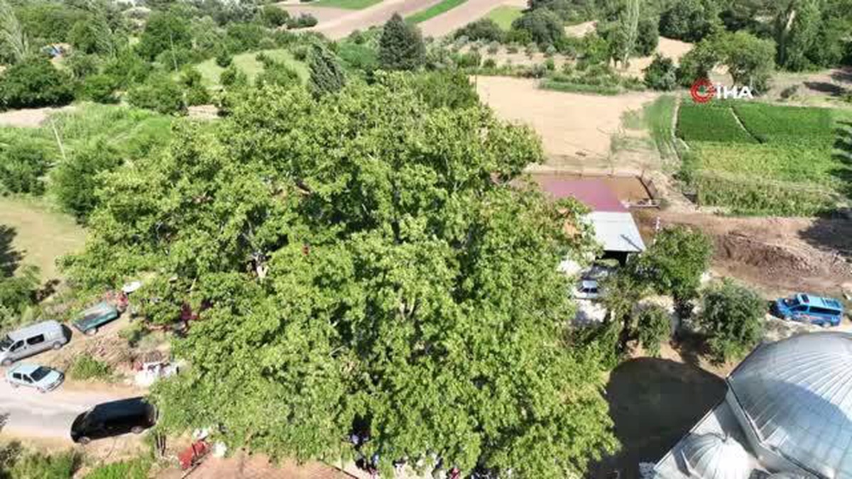Muğla\'daki 842 yaşındaki ağaç koruma altına alındı