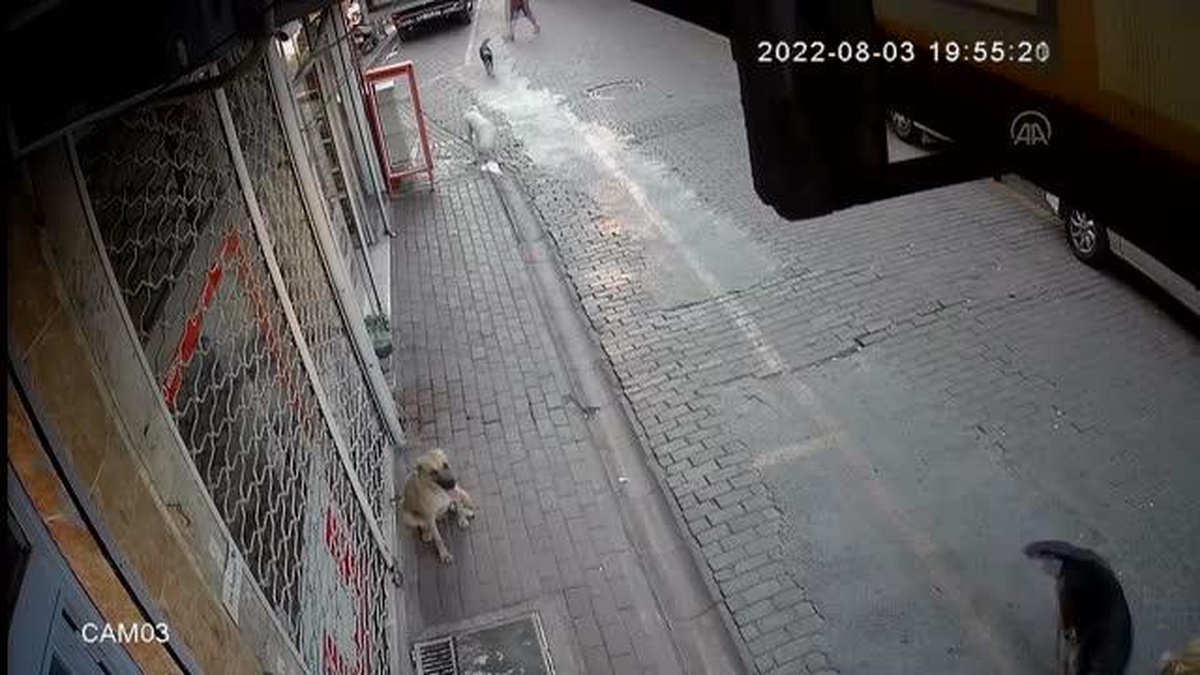 Aydın\'da sahipsiz köpeğin saldırdığı 2 bisikletli yaralandı
