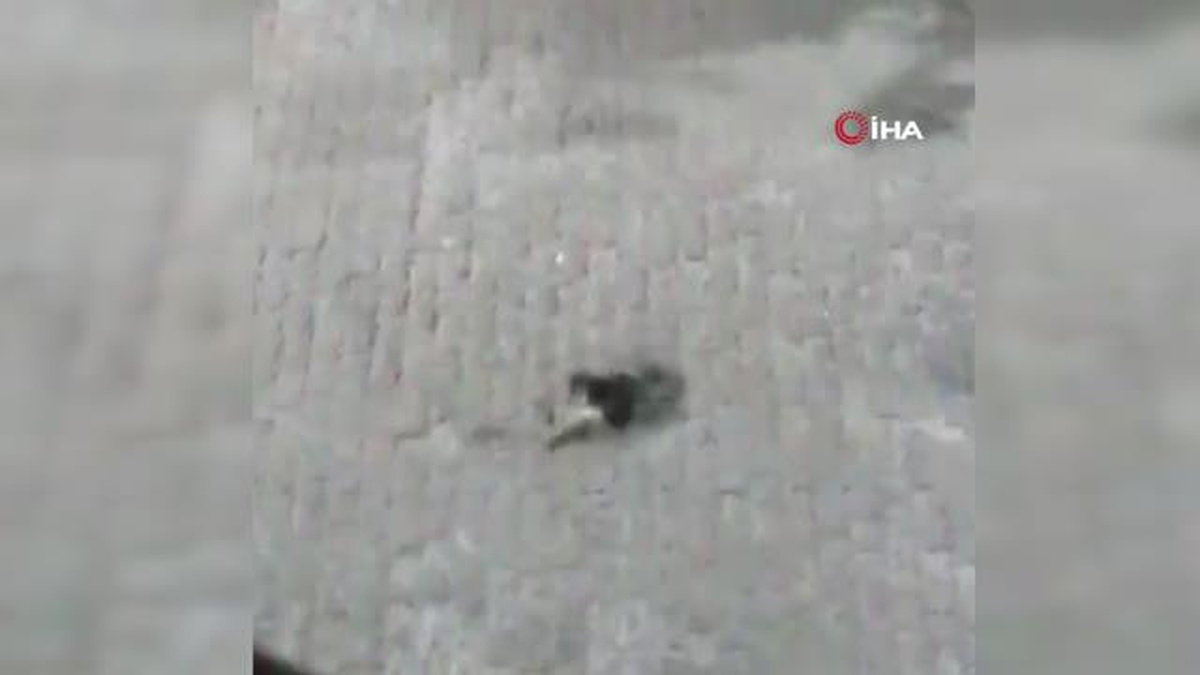 Sansar ile kedinin mücadelesi