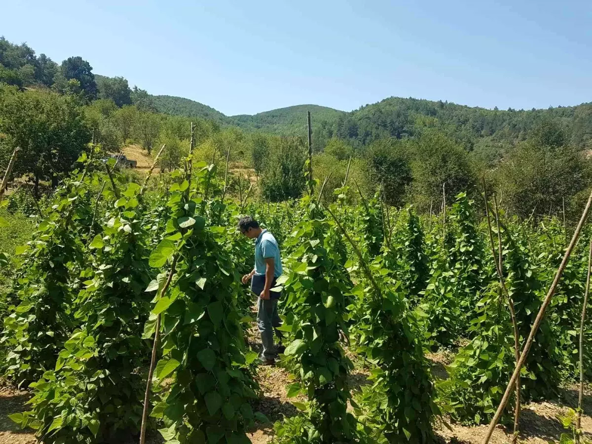 Şaphane\'de sebze bahçelerinde hastalık ve zararlı kontrolleri