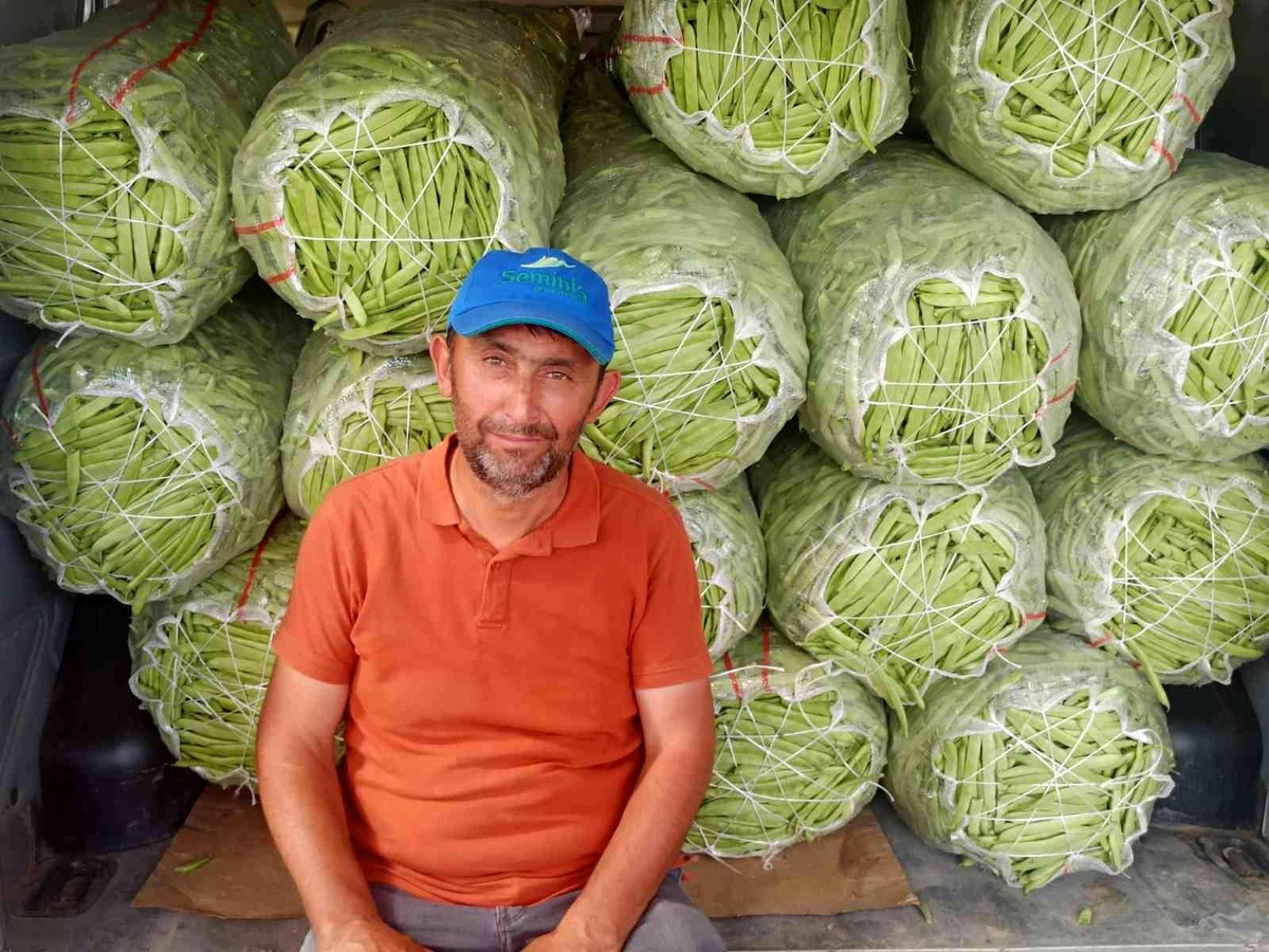 Satış fiyatı 6-7 TL\'ye düşen fasulye bu kez üreticisini üzdü