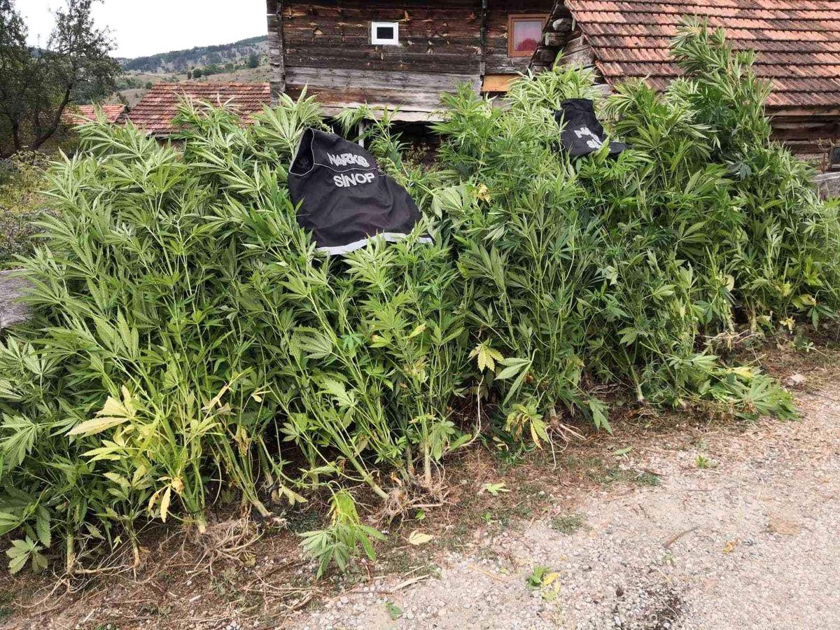 Sinop\'ta kenevir operasyonu: 36 kök Hint keneviri ele geçirildi