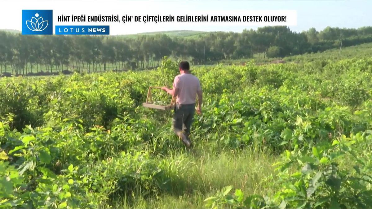 Video: Hint İpeği Endüstrisi, Çin\'in Kuzeyindeki İç Moğolistan\'da Çiftçilerin Gelirlerinin Artırmasına Destek Oluyor