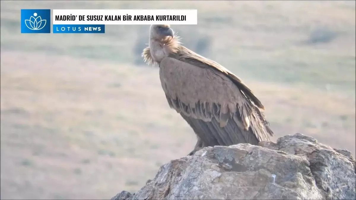 Video: Madrid\'de Susuz Kalan Bir Akbaba Kurtarıldı