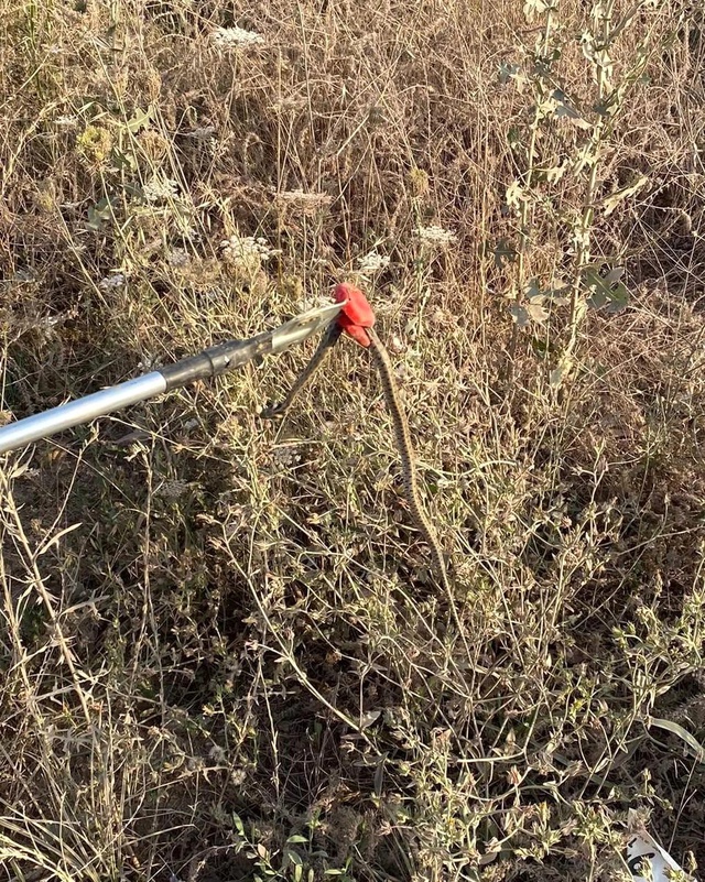 Yalova'da yılan ihbarına giden ekipler, market rafındaki dev yılanı kontrol altına aldı Yalova'da yılan ihbarına giden ekipler, market rafındaki dev yılanı kontrol altına aldı