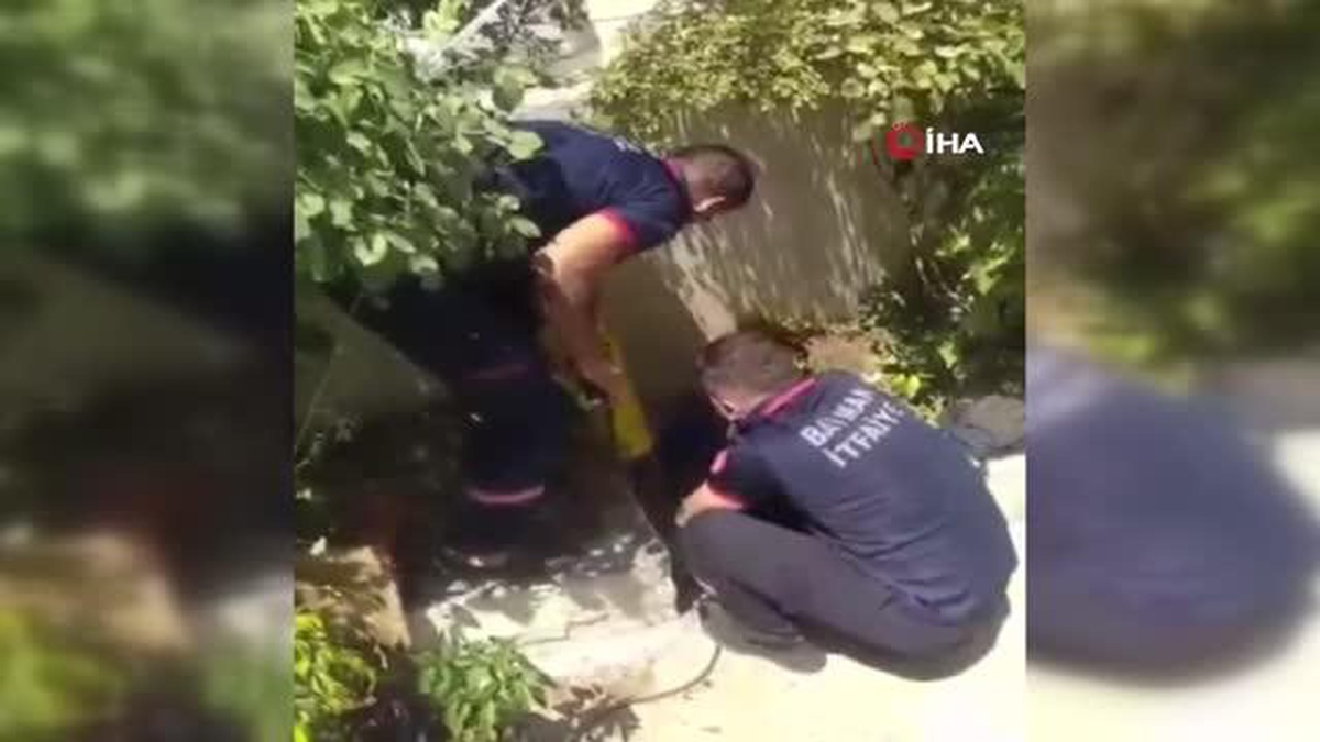 Batman\'da itfaiye personeli kurtardığı kediyi kalp masajıyla hayata döndürdü
