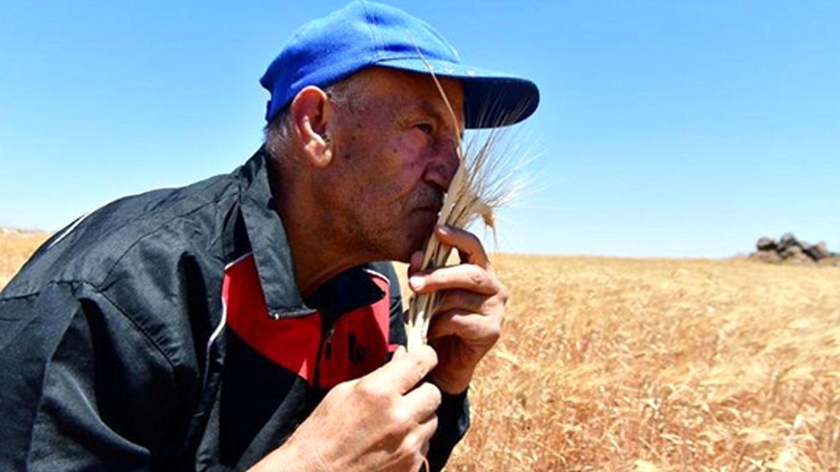 Fao: Dünya Gıda Fiyatları, Ukrayna Tahıl İhracatının Yeniden Başlamasından Gelen Rahatlama Nedeniyle Düşüyor