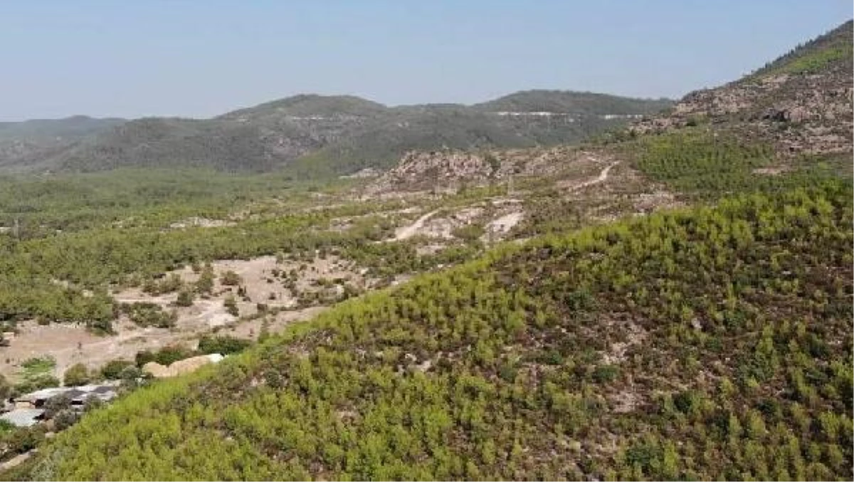 İzmir\'de 5 yıl önce 12 bin hektar ormanın yandığı alan yeşillendi
