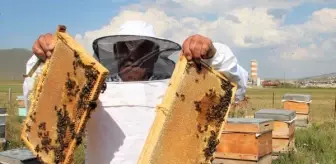 Kafkas arılarının tescilli balında 900 ton üretim beklentisi