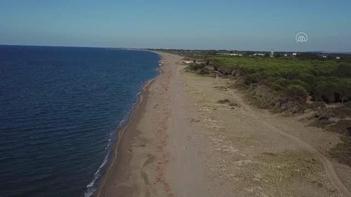 Koruma altındaki kum zambakları Samsun sahillerini beyaza bürüdü