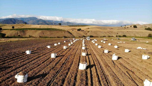 Patates, tarla fiyatıyla çiftçinin yüzünü güldürdü Patates, tarla fiyatıyla çiftçinin yüzünü güldürdü