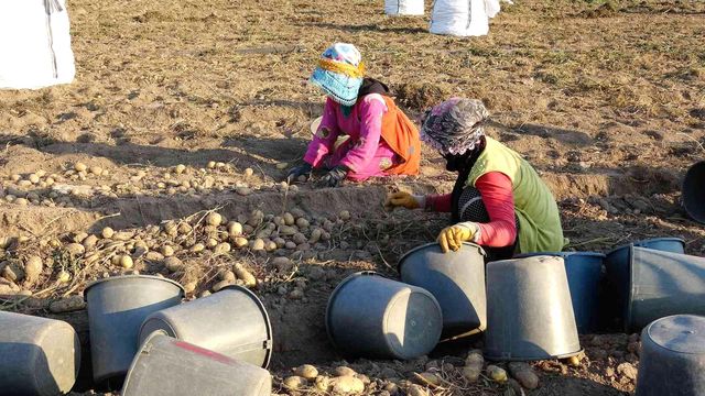 Patates, tarla fiyatıyla çiftçinin yüzünü güldürdü Patates, tarla fiyatıyla çiftçinin yüzünü güldürdü