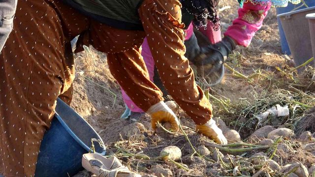 Patates, tarla fiyatıyla çiftçinin yüzünü güldürdü Patates, tarla fiyatıyla çiftçinin yüzünü güldürdü