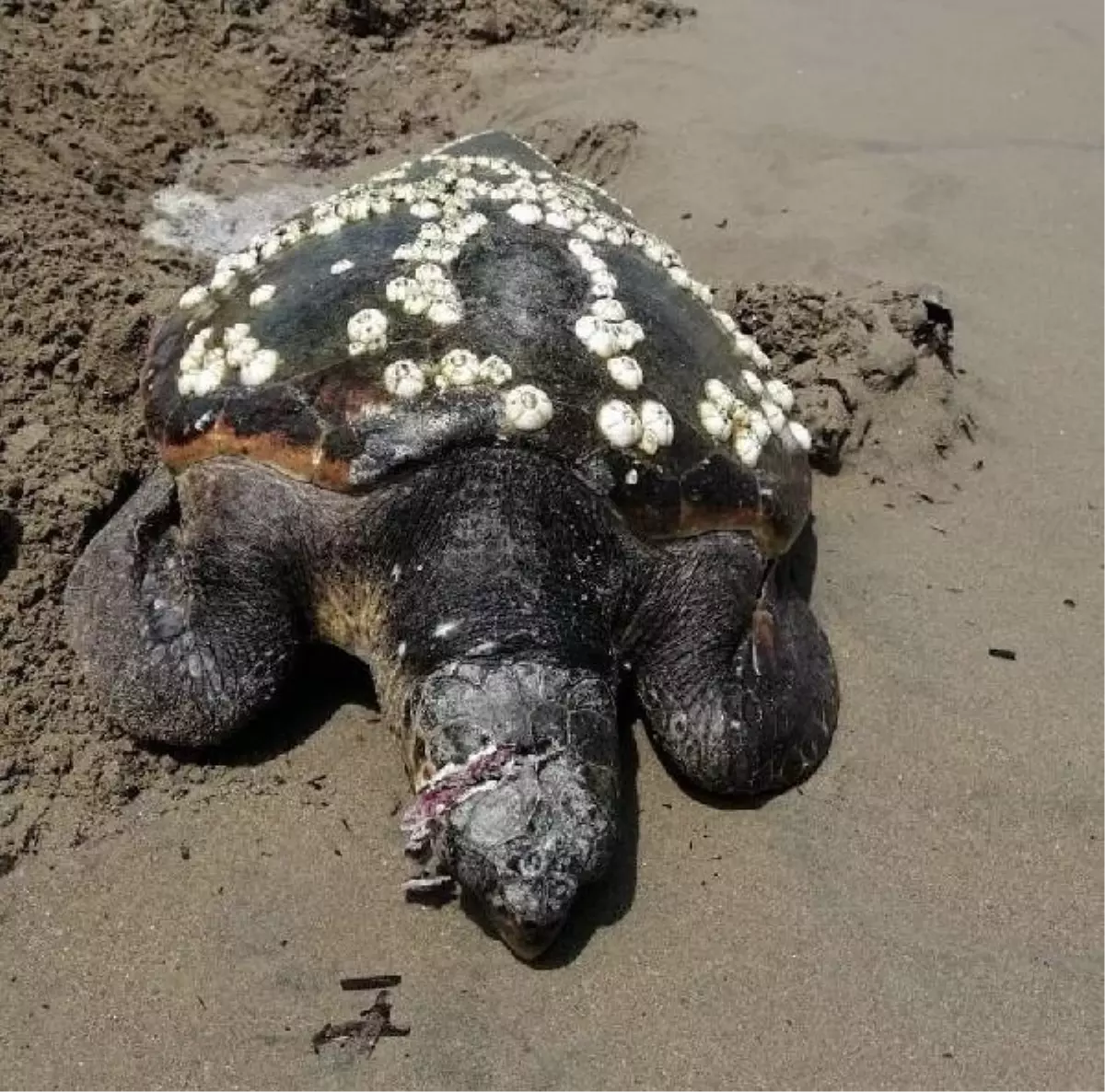 Yaralı bulunan caretta caretta, tedavi sonrası denize bırakıldı