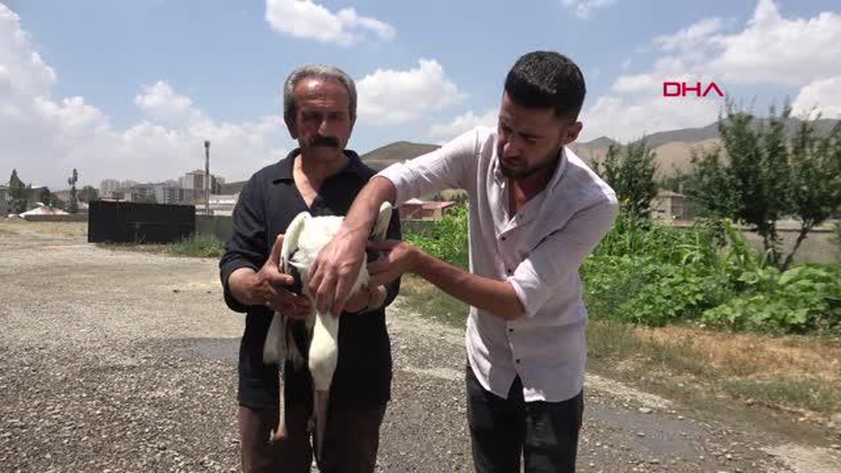 YÜKSEKOVA\'DA ELEKTRİK AKIMINA KAPILAN LEYLEK TEDAVİYE ALINDI