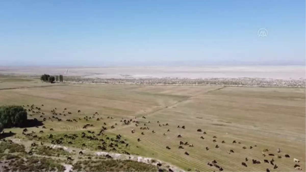 Annesinin düğün hediyesi "manda" geçim kaynağı oldu