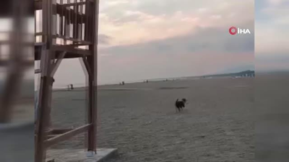 Ayakkabısını köpeğe kaptırdı, metrelerce peşinden koştu