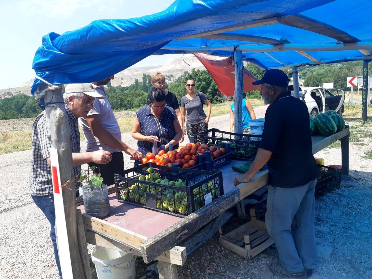 Ayaş\'ın meşhur domatesi pazarlarda yerini almaya hazırlanıyor