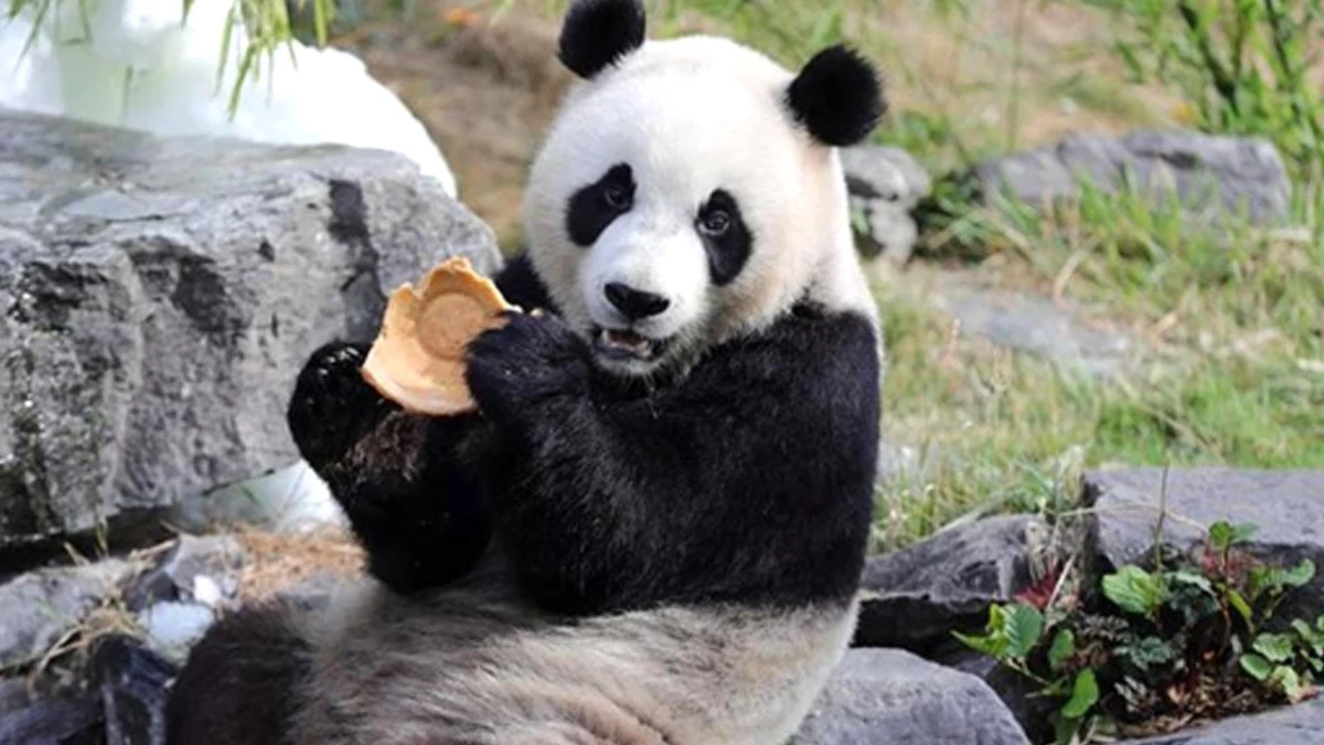 Dev Panda İkizleri Belçika\'daki Pairi Daiza Hayvanat Bahçesi\'nde Doğum Gününü Kutladı