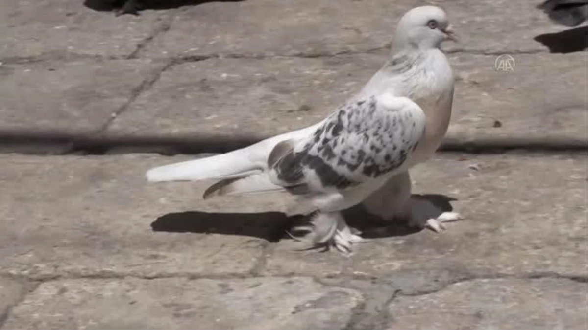 Şanlıurfalı kuşçu Mahmut, 45 yıldır güvercin besliyor