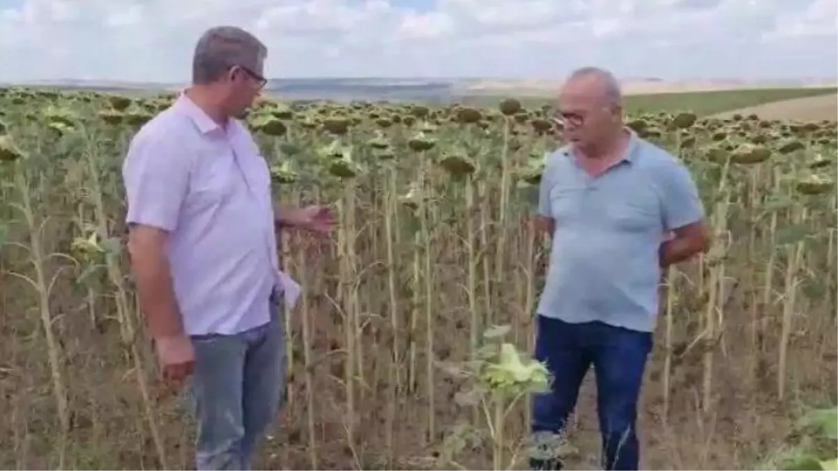 Ayçiçeği üreten çiftçiler taban fiyatına tepki gösterdi: Tırtıl zayiatımız çok, 16 TL\'nin altında olmamalı