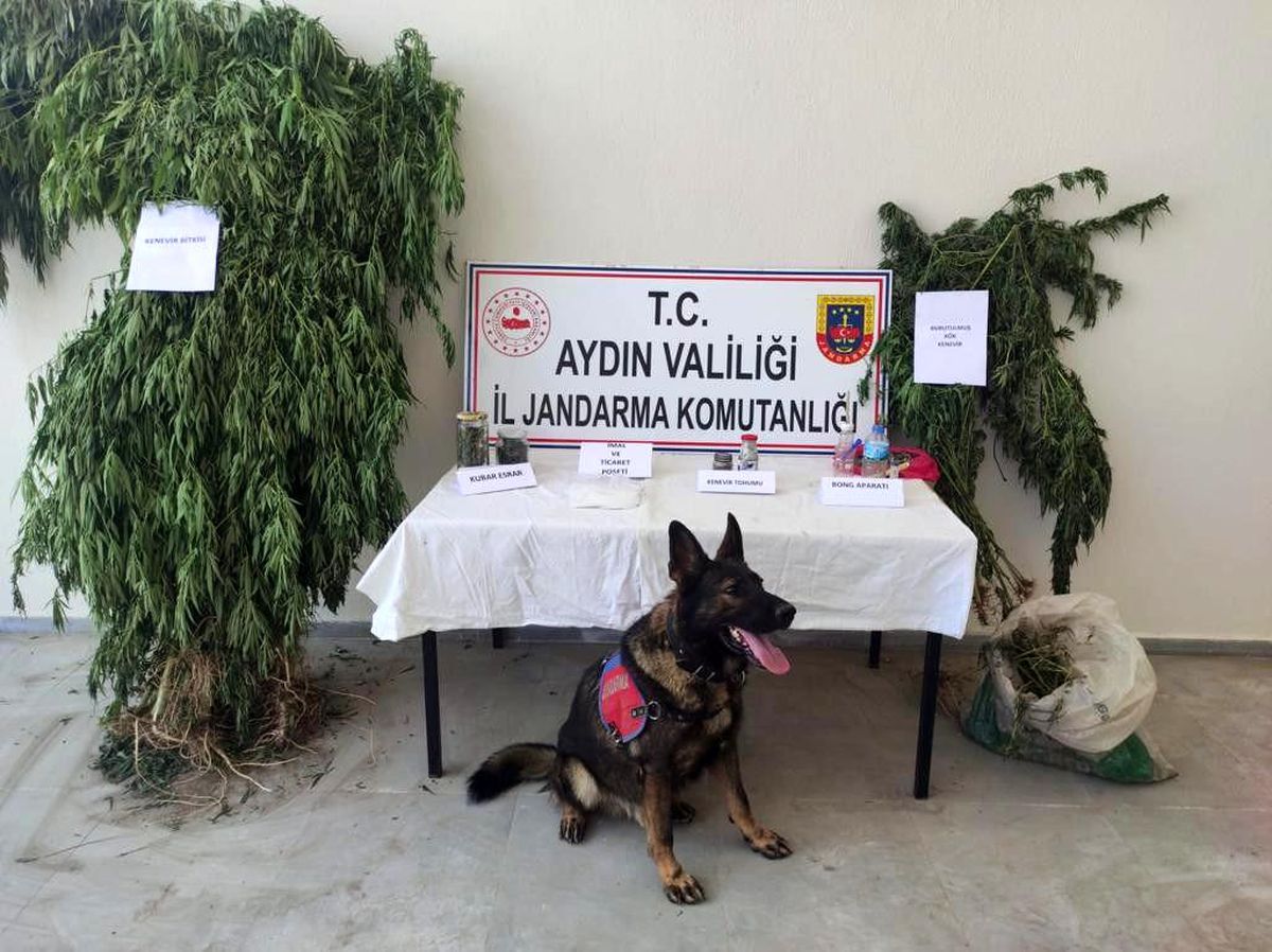 Aydın\'da 1 haftada 7 uyuşturucu taciri tutuklandı