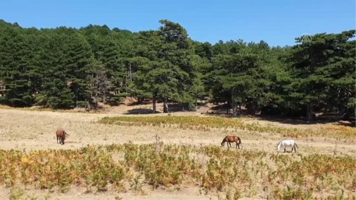 Kazdağları\'nda yaşayan yılkı atları doğal ortamlarında görüntülendi