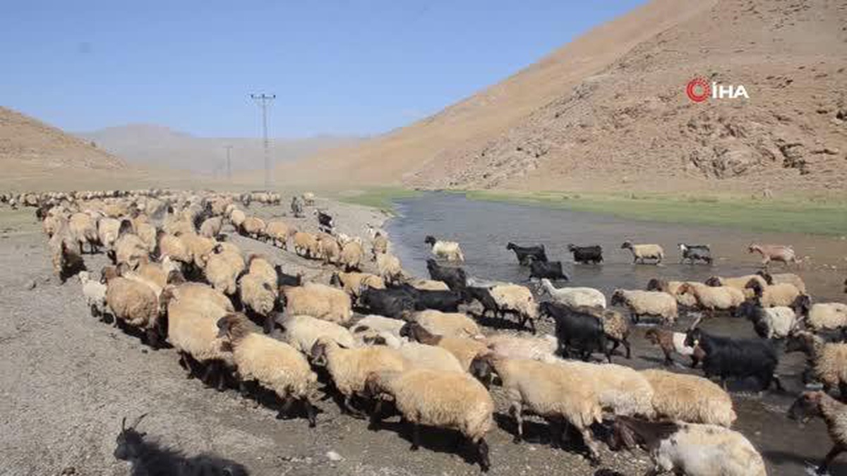 Şırnak\'ta göçerler yayla yolunda