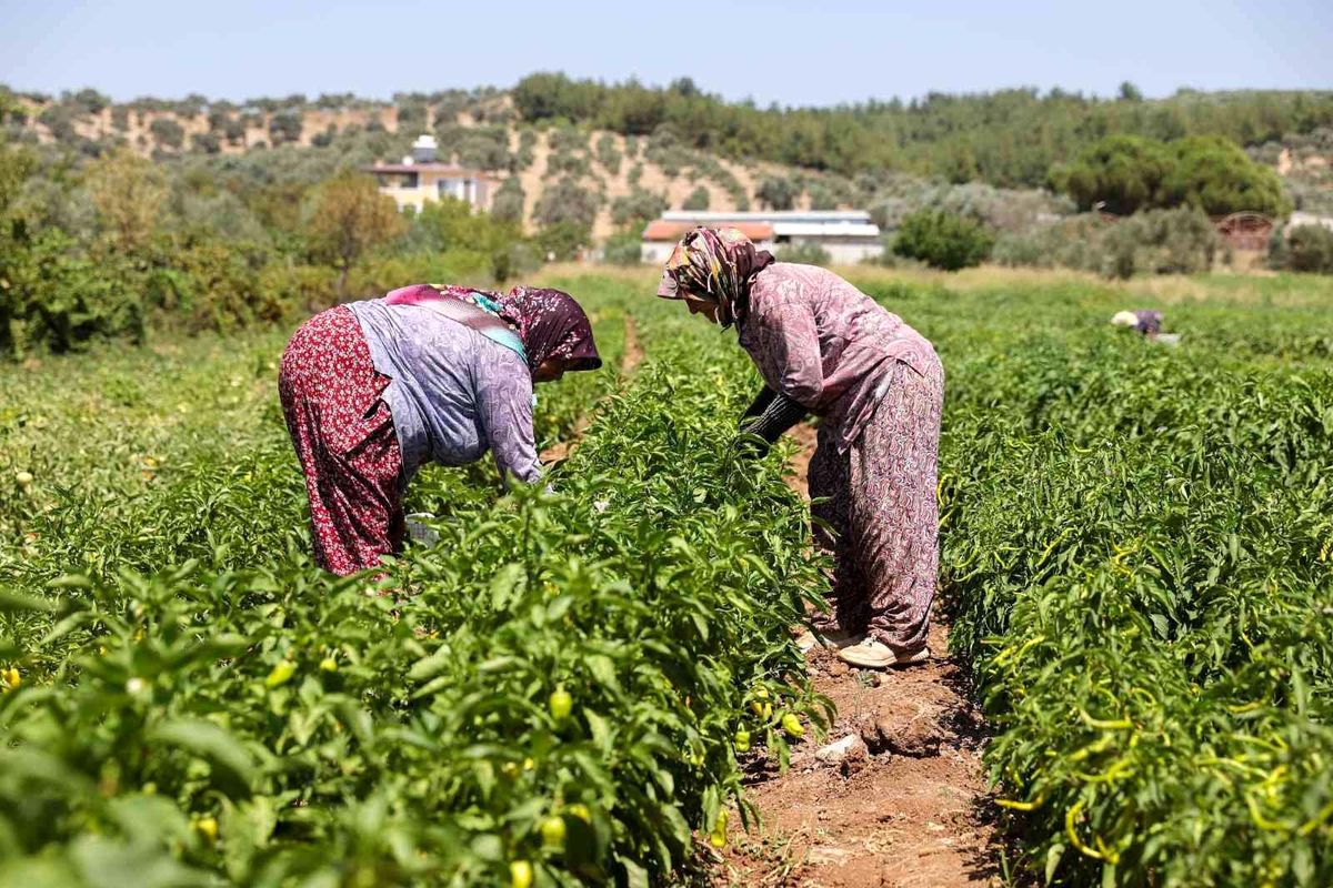 Buca\'da üreticinin ilk hasat coşkusu