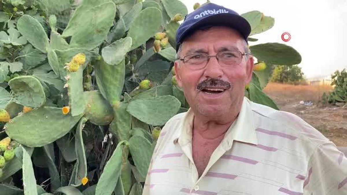 Doğada kendiliğinden yetişiyor, kilosu 60 TL\'yi buluyor