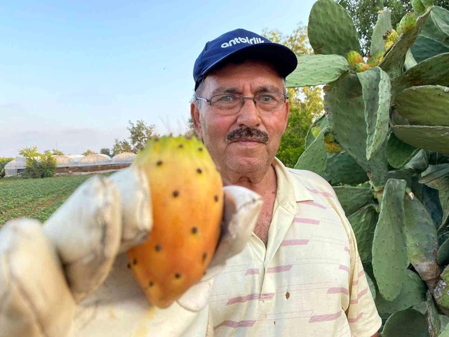 Doğada kendiliğinden yetişiyor, kilosu 60 TL'yi buluyor Doğada kendiliğinden yetişiyor, kilosu 60 TL'yi buluyor