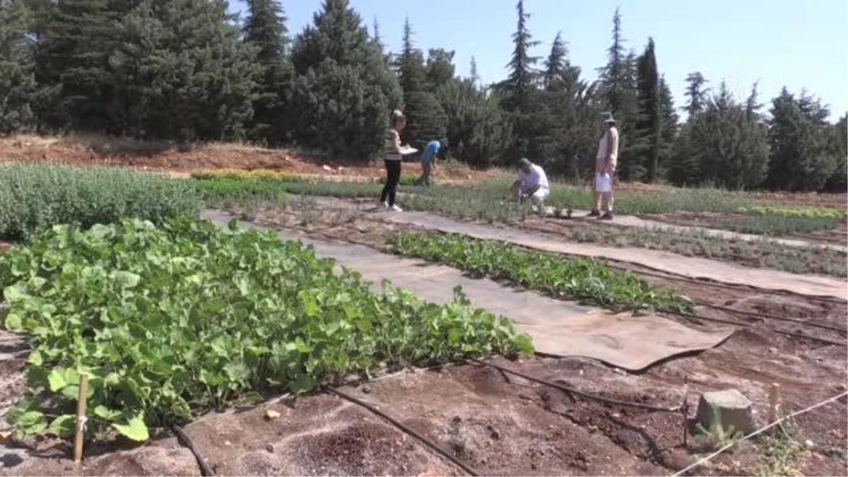 Gaziantep\'te 30 yeni tıbbi ve baharat bitkisi yetiştirmek için denemeler başladı