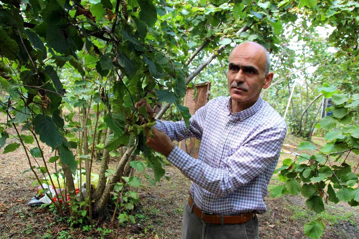 Giresun Ziraat Odası\'ndan fındık üreticilerine hasat ve emanet uyarısı