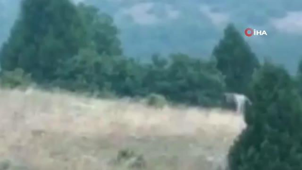 Kangal köpeklerinin pusuya düşürdüğü bozayı neye uğradığını şaşırdı, o anlar kamerada