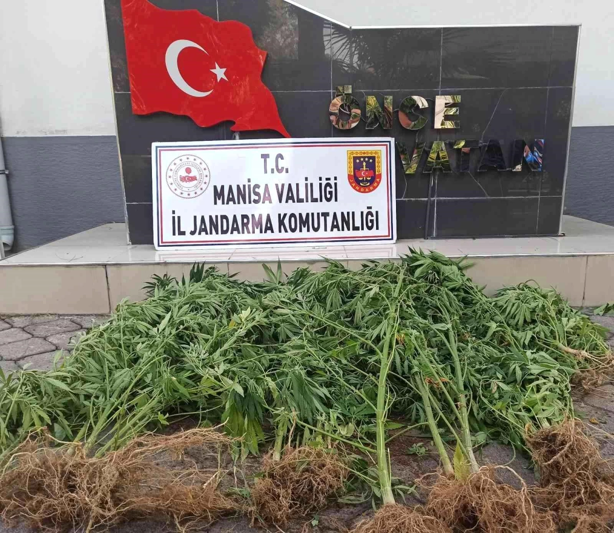 Manisa\'da jandarmadan kenevir operasyonu