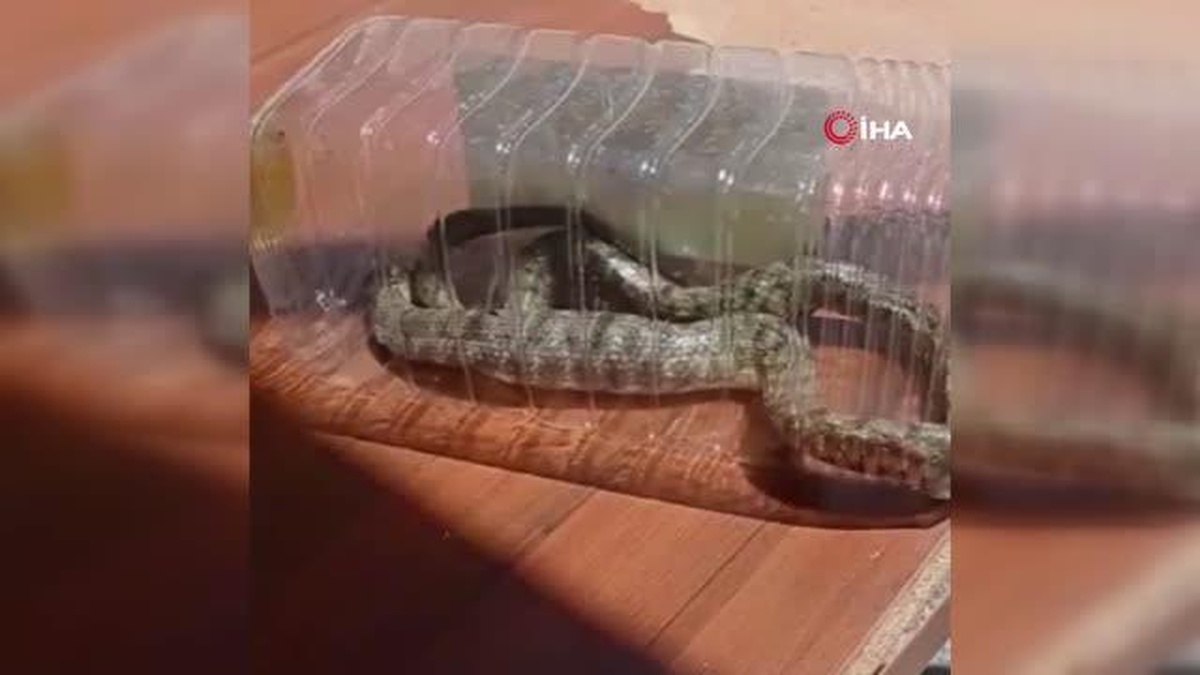Sokak ortasındaki yılanı itfaiye ekipleri yakaladı