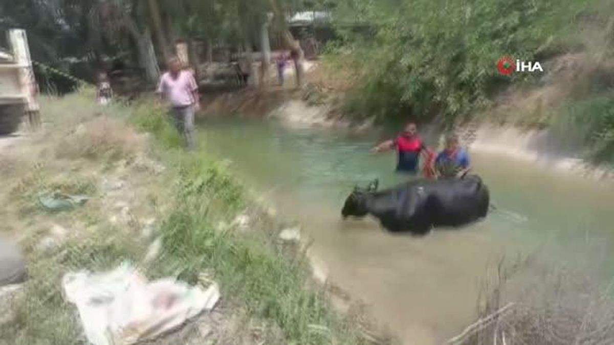 Sulama kanalına düşen ineğin yardımına itfaiye yetişti