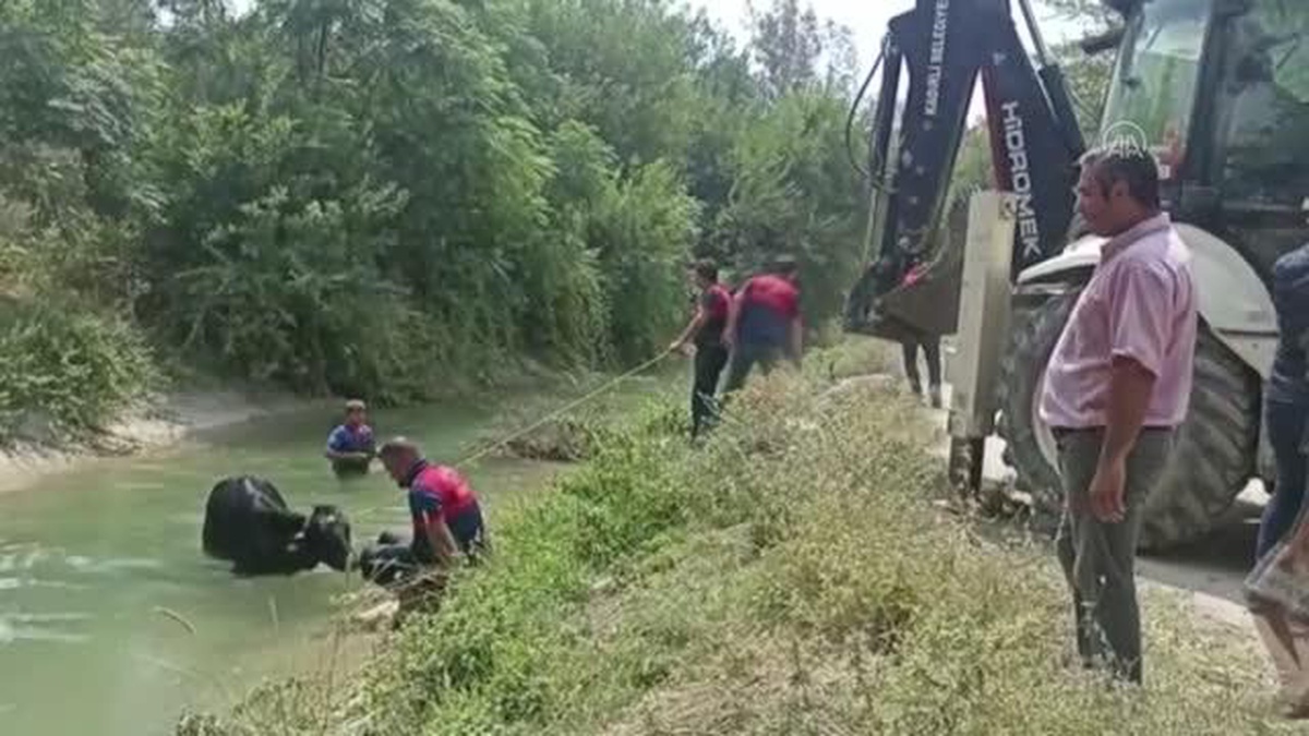 Osmaniye\'de sulama kanalına düşen inek, kepçe yardımıyla kurtarıldı