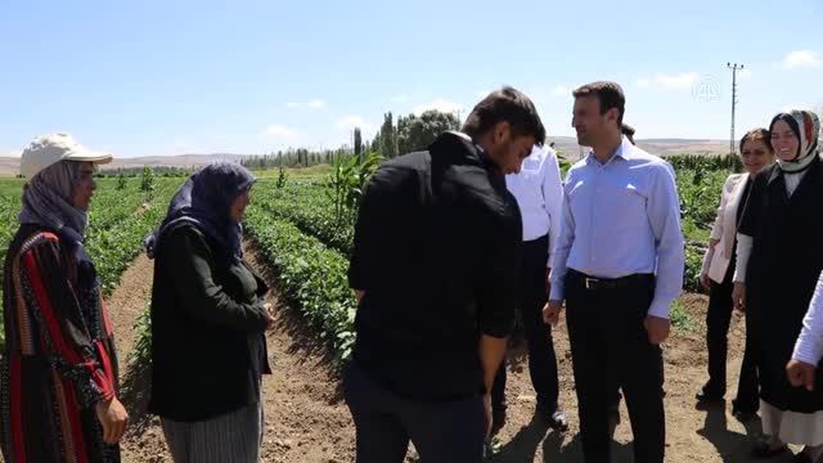Akkuzulu domatesinde bu yıl 15 bin ton rekolte bekleniyor