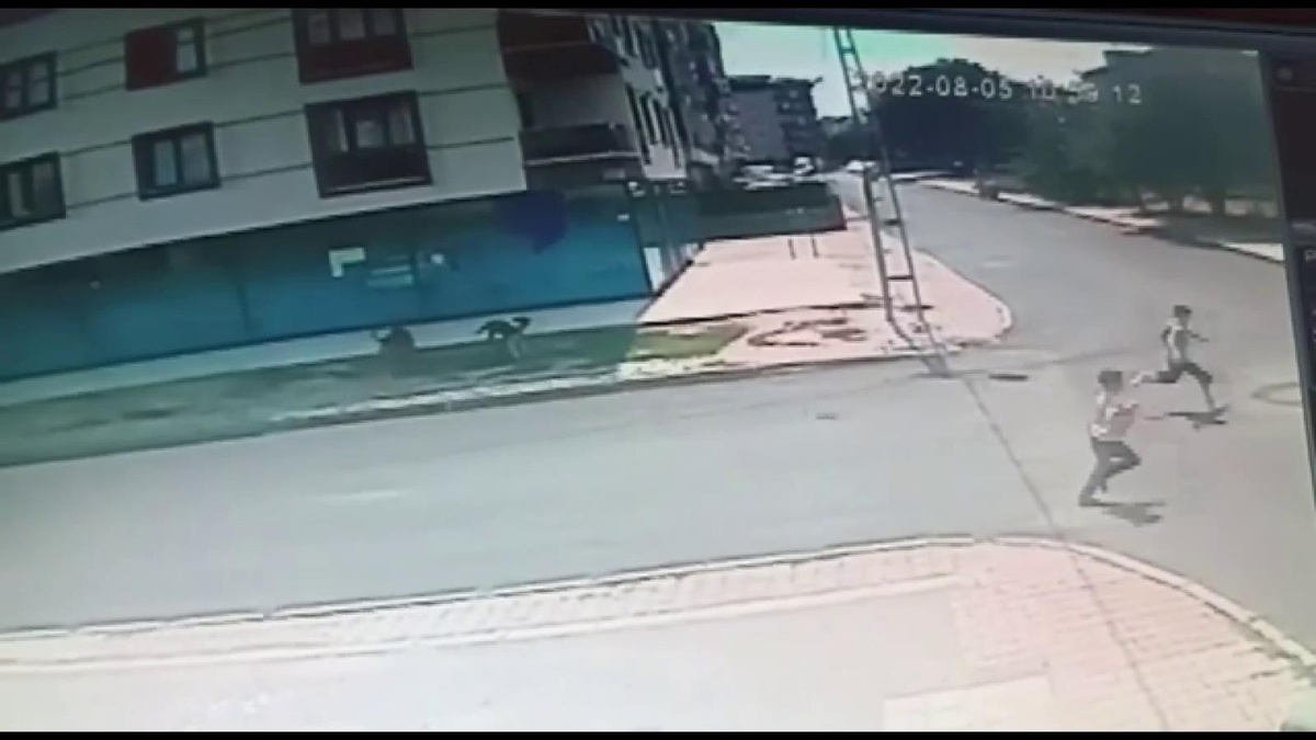 Sultanbeyli\'de başıboş sokak köpeklerinin küçük çocuklara saldırısı kamerada